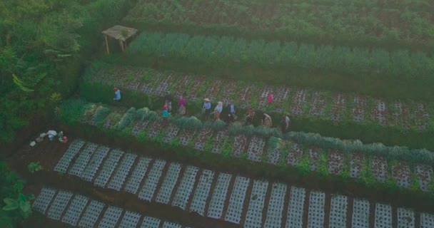 Видео Беспилотника Фермеры Собирают Скаллион Террасной Плантации Овощей Деятельность Фермеров — стоковое видео