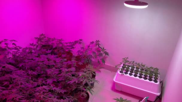 4K充满大麻室内大麻植物的房间在紫色Led灯下生长的录像 在一个角落里 设置了一个小型水栽装置 并留下了摄像盘 显示许多植物 — 图库视频影像