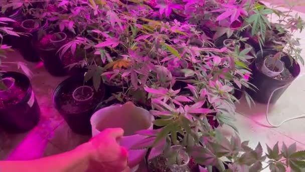 Video Hand Vattna Ogräs Växt Omgiven Många Fler Inomhus Cannabisväxter — Stockvideo