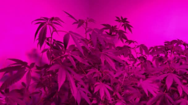 Video Vnitřních Rostlin Konopí Pod Purpurovými Světly Rostliny Pohybují Vzduchu — Stock video