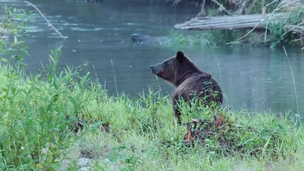 Våta Grizzly Björn Undersökningar Riparian Scen Från Gräsbevuxen Skuggad Flodstrand — Stockvideo