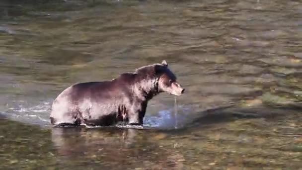 Nasses Glänzendes Fell Lange Schnauze Grizzlybär Spaziert Flachen Flusswasser — Stockvideo