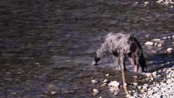 Dark Wet Grizzly Bear Walks Out River Smooth Rocky Shoreline — Vídeo de stock