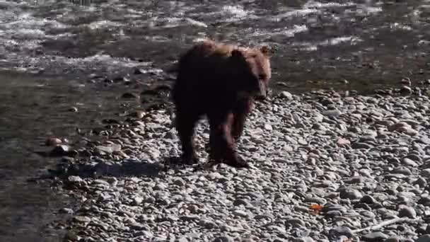 Медведь Гризли Освещенный Сбоку Ходит Солнце Береговой Линии Реки — стоковое видео