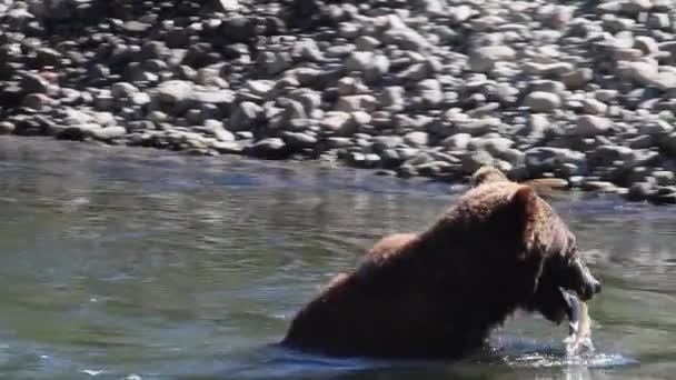 Grizzly Bear Salmon Mouth Goes Sunny Riverbank Eat Fish — 비디오