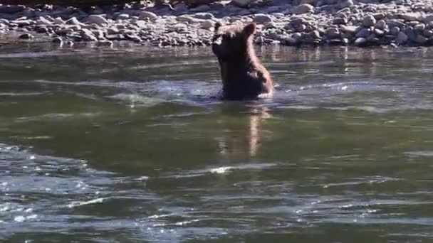 귀여운 회색곰은 상류로 헤엄쳐 올라오기 강에서 뒷다리로 걷는다 — 비디오