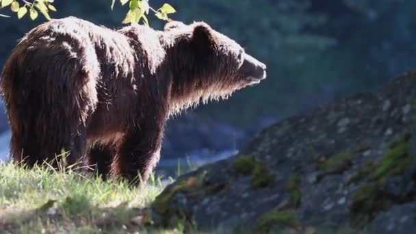 Mokrý Medvěd Grizzly Stojí Krásném Slunečním Světle Dívá Řeku — Stock video