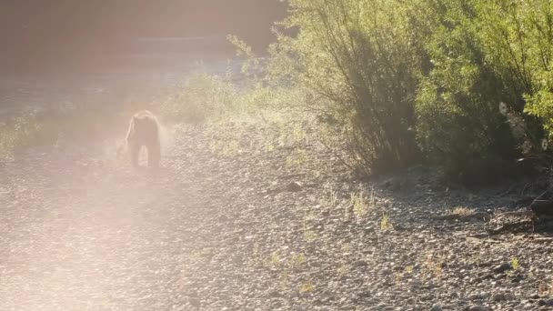 High Key Light Grizzly Bear Back Lit Sunshine Runs Rocky — 비디오
