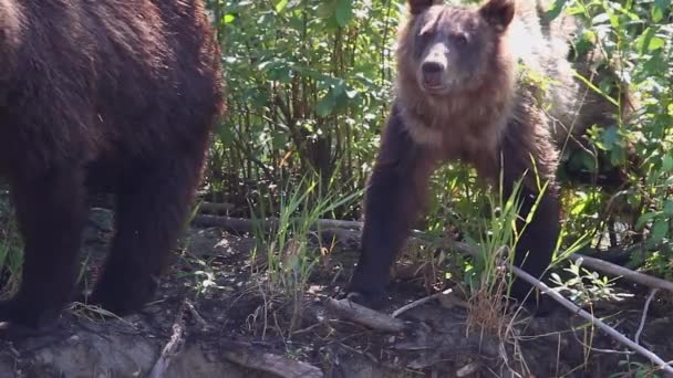 Söt Sexig Grizzly Björnunge Står Försiktigt Med Mamma Flodstranden — Stockvideo