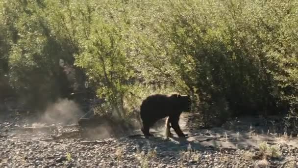 Dech Mlha Chladné Ráno Podsvícené Medvídě Grizzly Běží Lesa — Stock video