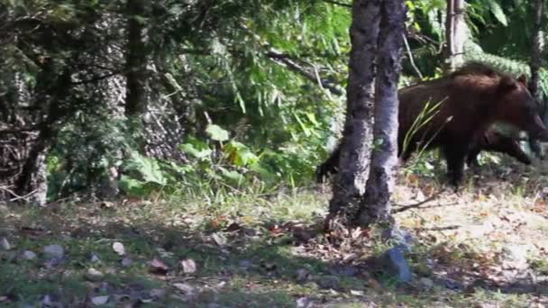 Zwei Vorsichtige Grizzly Bärenjungen Blicken Die Kamera Sehen Gefahr Und — Stockvideo