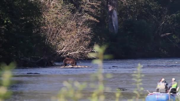 Des Chevrons Rivière Observent Grands Grizzlis Manger Saumon Dans Une — Video