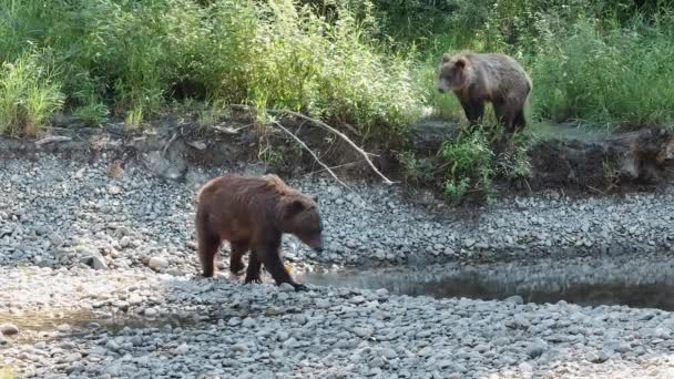 Grizzlybär Mutter Spaziert Felsigen Flussufer Und Beobachtet Jährling Junges — Stockvideo