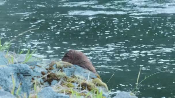 かわいいグリズリークマはサーモンを食べながら岩の多い川岸から見上げます — ストック動画