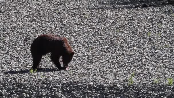 Magányos Grizzly Medve Kavicsos Bárban Széttépi Lazacot Megeszi Halat — Stock videók