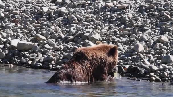 Alors Que Ours Grizzli Mord Dans Saumon Sur Bord Rivière — Video