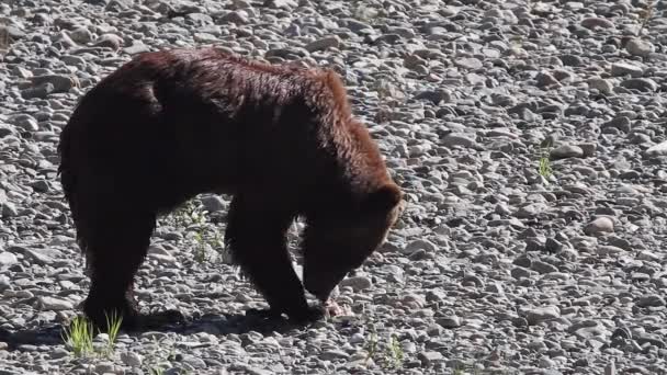 Long Hair Grizzly Bear Eats Salmon Rocky River Shore Sunshine — Vídeo de stock