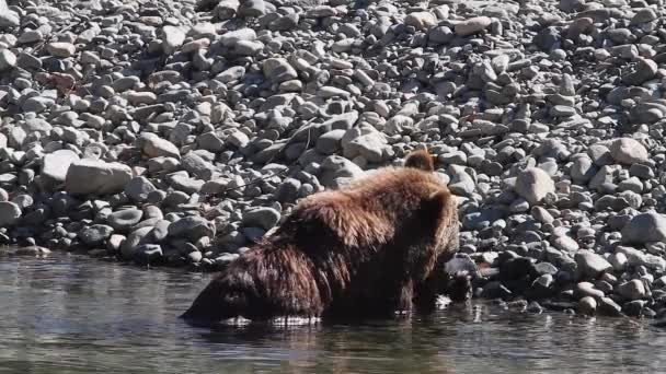 Grizzly Bear Eating Salmon Rocky Riverbank Grabs Fish Walks Out — Vídeos de Stock