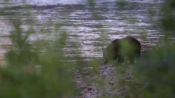 Grizzlybär Hinter Defokussiertem Vordergrund Findet Lachs Fängt Fressen — Stockvideo