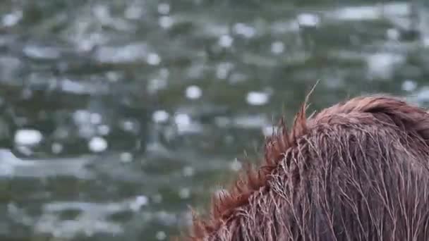 Primer Plano Shaggy Grizzly Bear Come Salmón Orilla Del Río — Vídeos de Stock