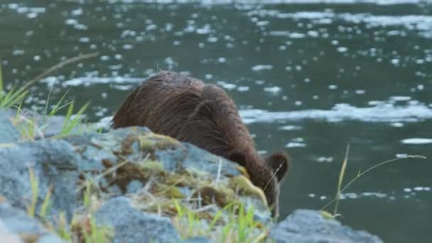 사랑스럽고 회색곰은 바위투성이 강둑에서 연어를 먹는다 — 비디오