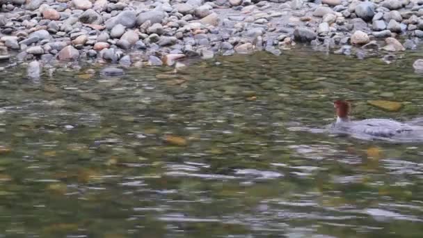 Red Head Merganser Bird Swiming Upstream Strong River Current — Stok Video