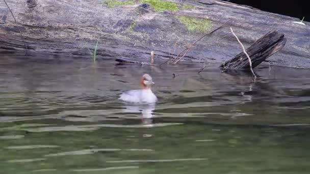 Kepala Merah Merganser Burung Berenang Dekat Besar Perawat Log Jatuh — Stok Video
