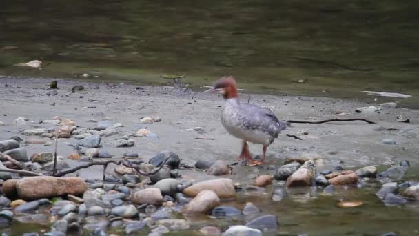 红头Merganser鸟 脚上有网 走在河边沙洲上 — 图库视频影像