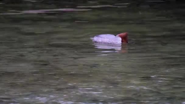 Merganser Bird Swimming Shallow River Current Dips Face Water — Vídeos de Stock