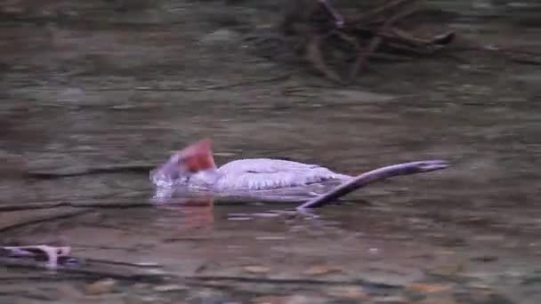 Merganser Burung Dengan Kepala Merah Berenang Sungai Dangkal Dengan Wajah — Stok Video