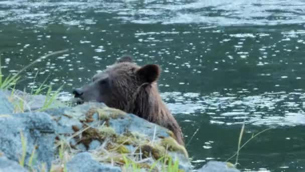 Schattiger Zotteliger Grizzlybär Frisst Lachs Felsigen Flussufer — Stockvideo