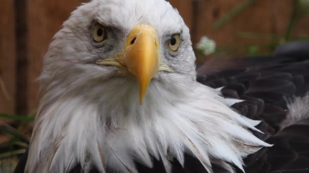 Face Close Majestic Bald Eagle Turns Look Directly Camera — Stock Video