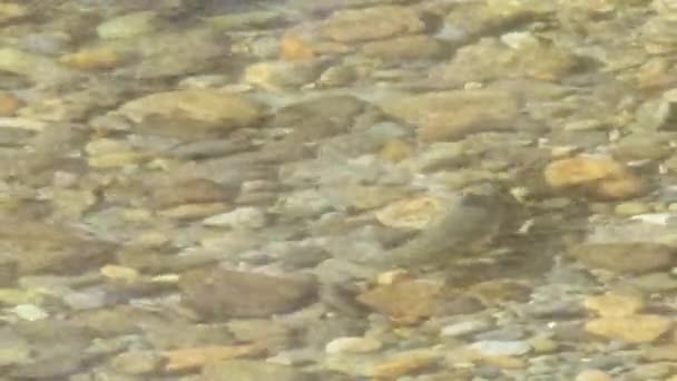Lone Pink Salmon Swims Maintain Spot Shallow River Current — Vídeos de Stock