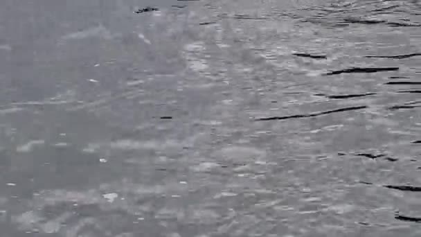One Pink Salmon Jumps Monochrome Silhouette River Scene — 비디오
