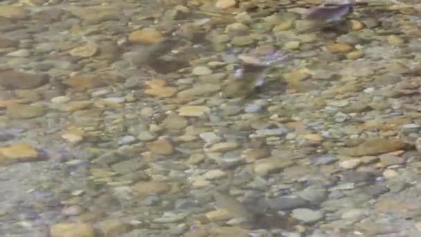 Nahes Lebensende Rosa Lachse Schwimmen Flachen Flusswasser Laichen — Stockvideo