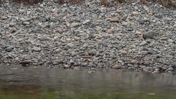 浅い川は海岸線の日陰の滑らかな川の岩の石を流れています — ストック動画