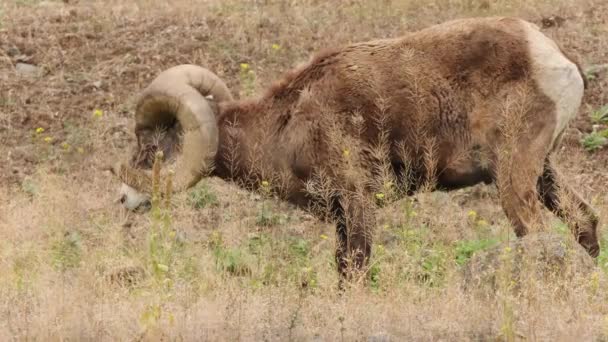 Fuzzy Male Big Horn Sheep Grazing Eats Grass Mountainside Meadow — Stock Video