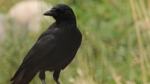 Close Portrait Black Crow Defocused Green Grass — Stock Video