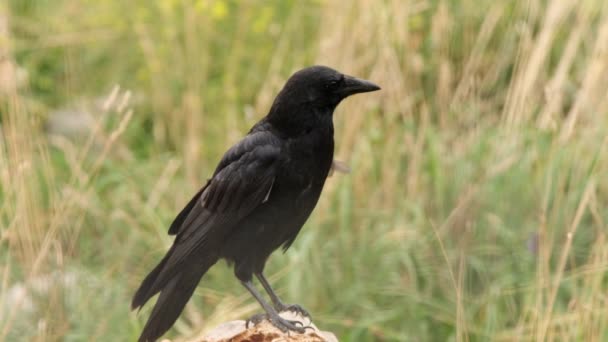 Cuervo Negro Pie Tronco Está Aislado Contra Hierba Verde Desenfocada — Vídeo de stock