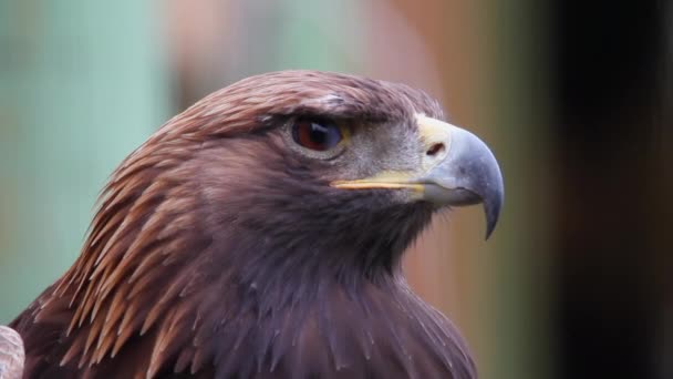 Crisp Ansikte Närbild Golden Eagle Blinkar Förvandlar Huvudet Till Profil — Stockvideo