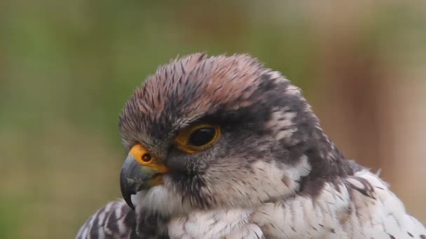 Close Face Cute Lanner Falcon Turns Head Profile Camera — Vídeos de Stock