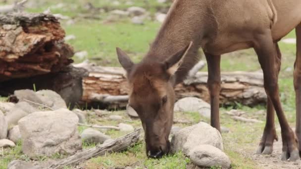 Gezond Wijfje Wapiti Elk Graast Groen Gras Boreale Weide — Stockvideo