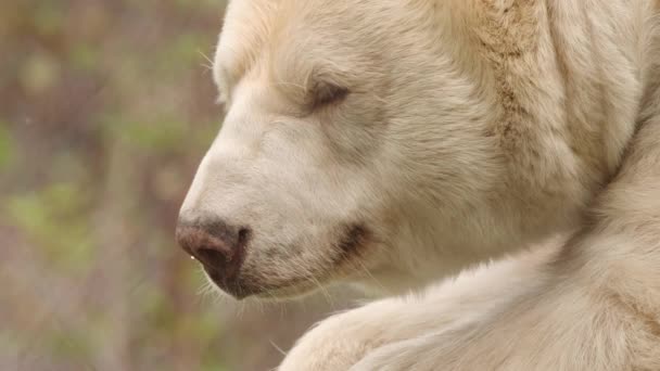Ekstremalne Zbliżenie Biały Kermode Duch Niedźwiedź Liże Jej Pysk Drzemki — Wideo stockowe