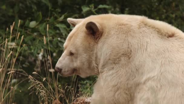 Kövér Fehér Kermode Spirit Bear Élvezi Békés Napot Füves Réten — Stock videók