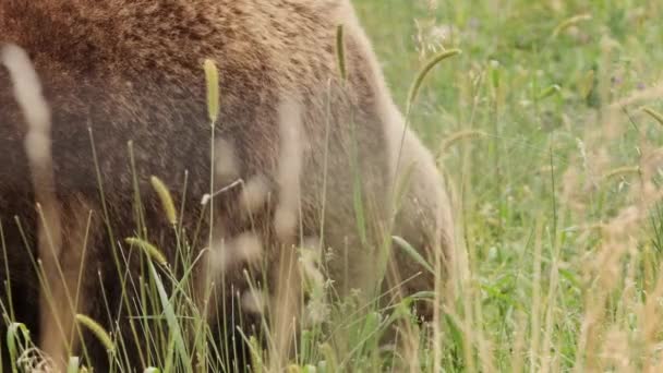 Riesige Dicke Grizzly Bärenfutter Herbst Auf Der Grünen Hochgraswiese — Stockvideo