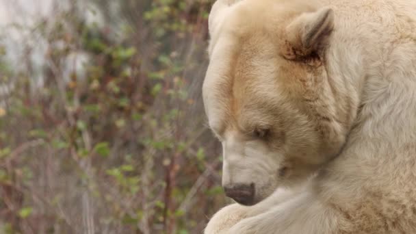 Urocze Zbliżenie Twarzy Niedźwiedź Kermode Przeciwko Rozproszonemu Lasowi Borealnemu — Wideo stockowe
