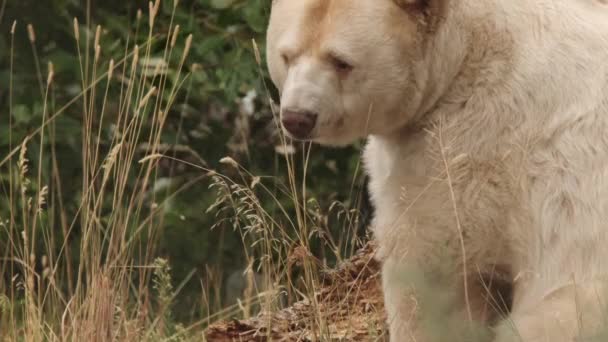 White Kermode Spirit Bear Short Snout Shows Cute Face Camera — Vídeos de Stock