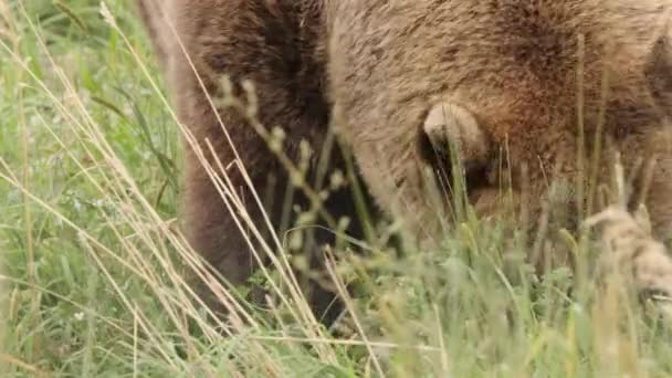 Close Face Fat Grizzly Bear Eats Tall Green Grass Meadow — Video
