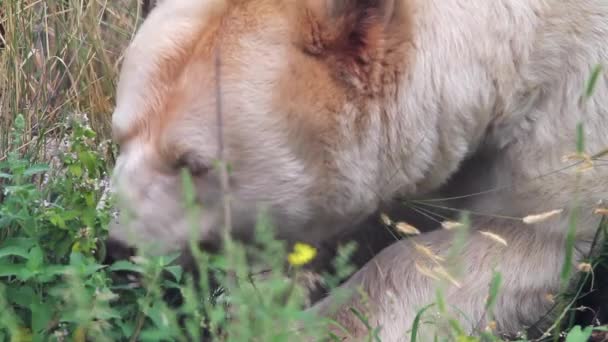 Rare White Kermode Spirit Bear Sniffs Grass Green Boreal Meadow — 비디오
