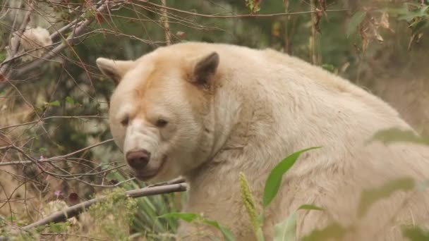 Adorable White Kermode Spirit Bear Wrinkles Snout Looks Camera — Vídeos de Stock